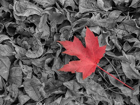 Red Maple Leaf