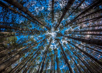 Blue Sky Through the Tall Trees