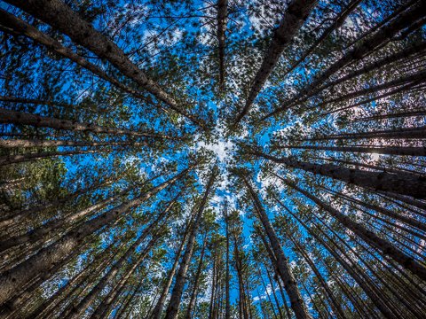 Blue Sky Through the Tall Trees